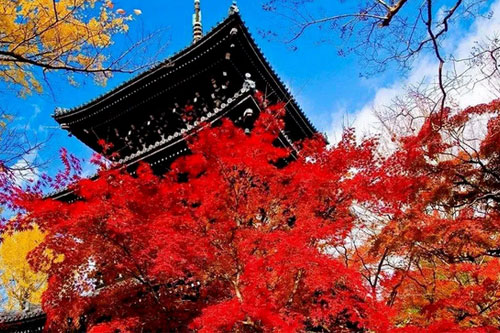 中育贝拉日语国际高中解读：去日本留学的魅力